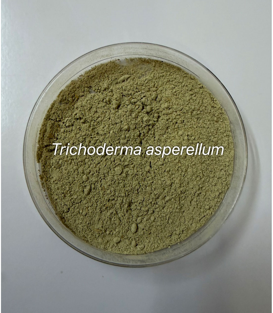 Trichoderma