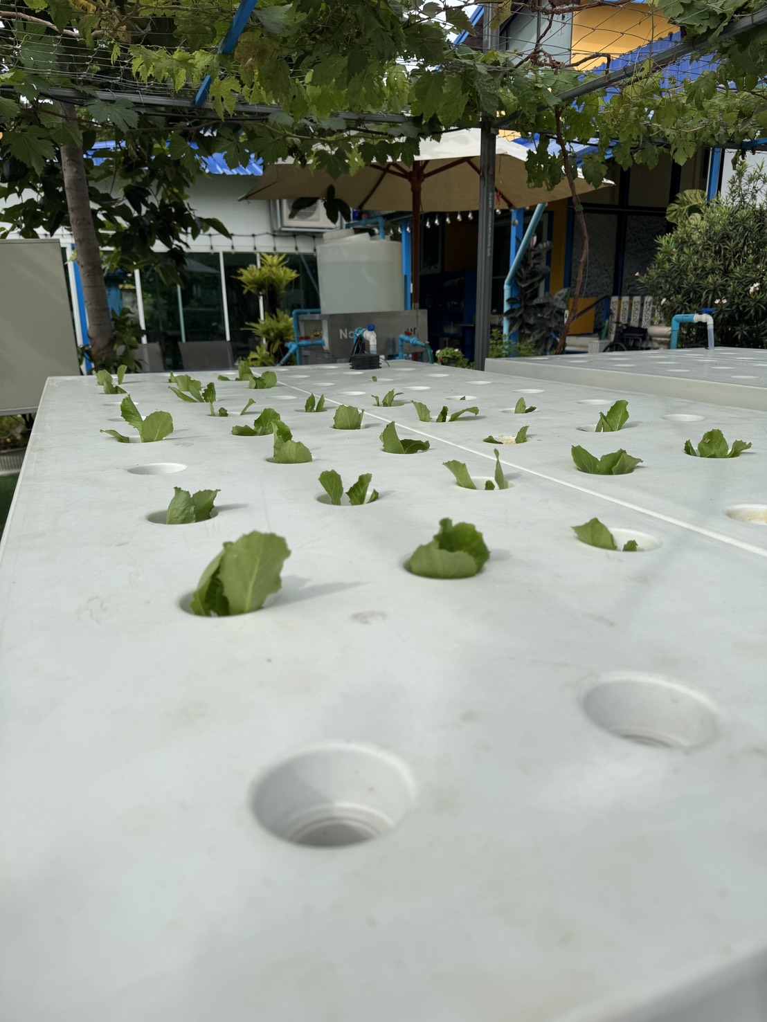 Root Cooling